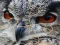 Wild owl Jigsaw — free online game