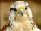 Gyrfalcon Jigsaw — free online game
