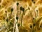 Poppy Bud Jigsaw — free online game