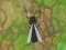 Antwar.io — free online game