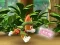 Paw Patrol: Tracker's Jungle Rescue — free online game