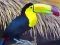 Toucan Bird Jigsaw — free online game