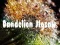 Dandelion Jigsaw — free online game