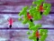 Smash Ants — free online game