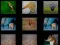 Animal Memory — free online game