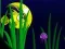 Flash Fish Freddie — free online game