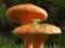 Mushroom Plant Land Escape — free online game