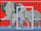 Mommy And Baby Elephants Rescue — free online game