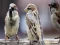 Игра Sparrow Family Jigsaw онлајн