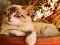 Game of 15 — free online game
