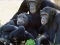 Funny Chimpanzee Jungle Escape — free online game