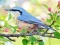 Hidden Spots Birds — free online game