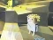 Kogama: Adventure — free online game