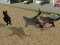 Run Cat Cat Race — free online game