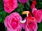 Precious Rose Escape — free online game
