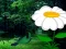 Greenest Spring Forest Escape — free online game