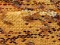 Gioco Honey Bees Jigsaw in linea