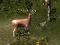Sniper Hunting Deadly Animal — free online game