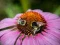 Purple Coneflower Jigsaw — joc online gratuit