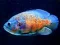 Tiger Fish Jigsaw — free online game