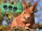 Birch Forest Adventure — free online game