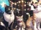 Jigsaw Puzzle: Singing Cat – tasuta veebimäng