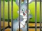 Rabbits Carrot Conundrum — free online game