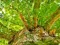 שפּיל Tree Branches Jigsaw אָנליין
