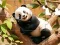 Jigsaw Puzzle: Panda On Tree — nemokamas žaidimas internete
