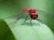 Dragon Fly Jigsaw — free online game