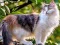 Rotate Puzzle - Cats and Dogs — free online game