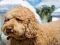 Labradoodle Jigsaw — free online game