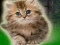 Couple Kitten Escape — free online game