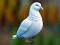 Realistic Pigeon Rescue — free online game