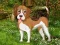 Flower Garden Dog Escape — free online game