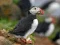 Puffin Bird Jigsaw – tasuta veebimäng