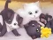 Jigsaw Puzzle: Playing Cats — free online game