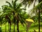 Escape From Coconut Land — free online game