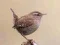 BirdLingo — free online game