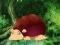 Cat King Escape — free online game