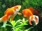 Blue Fish Escape — free online game