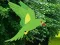 Parrot Find The Nest — free online game