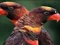 Orange Parrot Jigsaw — free online game