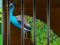Liberate the Caged Beauty — free online game