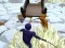 Odo vs Murasakino — free online game