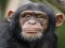 Chimpanzee Jigsaw — free online game
