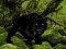 Escape from Black Panther Forest — free online game