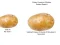 Potato Construct 2 Edition — free online game