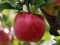 Гаме Ripe Red Apple on a Tree Jigsaw онлајн