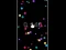 Pop Ball — free online game
